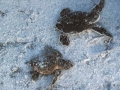 loggerhead-and-green