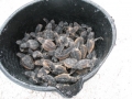 bucketofhatchlings