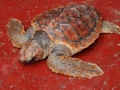 loggerhead-gulfworld-5-12-09