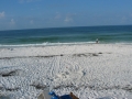 loggerhead
