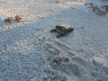 loggerheadhatching