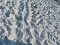 loggerheadtrack