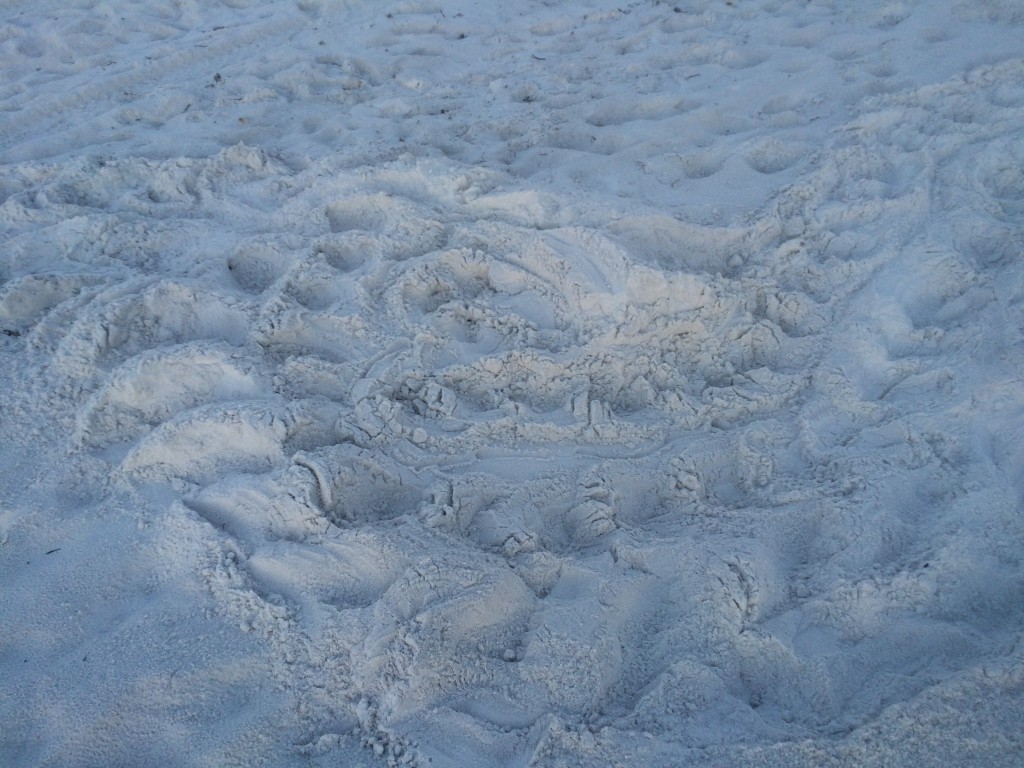 funny tracks I say it is a logger/green but think it is a loggerhead  found eggs and took selfie of those involved