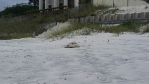 This Kemp's Ridley Turtle came onto the beach to nest in the morning, we are so happy to have this Kemp's and have folks see this event