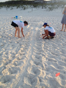 Nest #3 is a Loggerhead found by Cathy near Orange St.