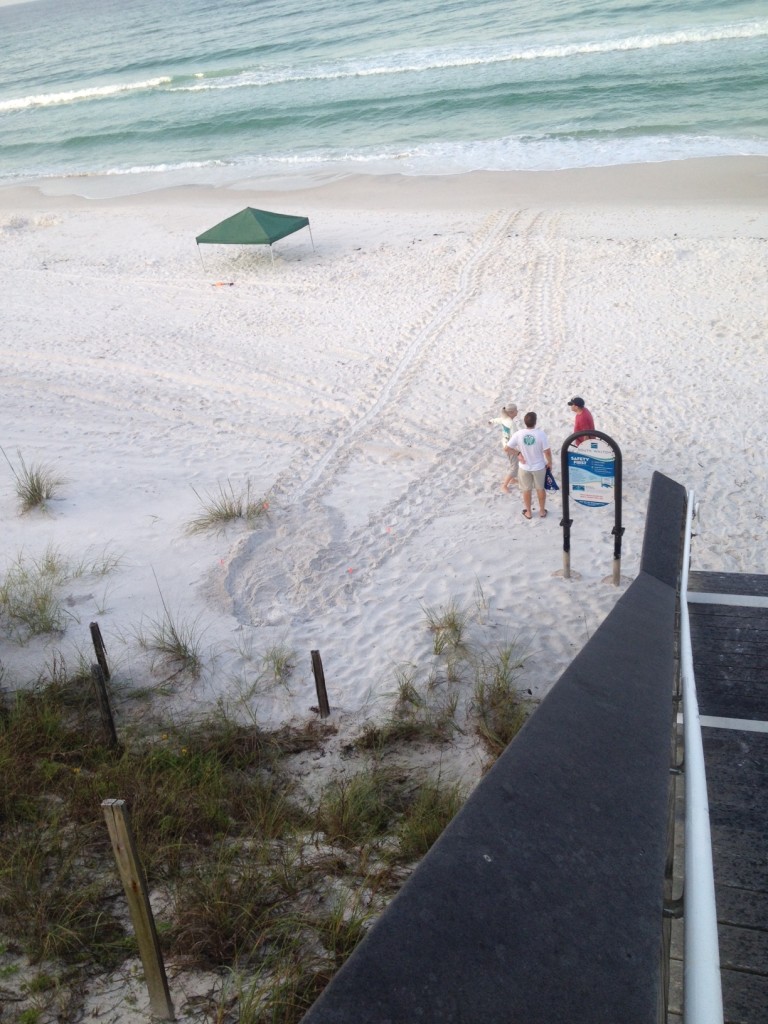 A Loggerhead was found by David Weeks classic nest way up into dunes