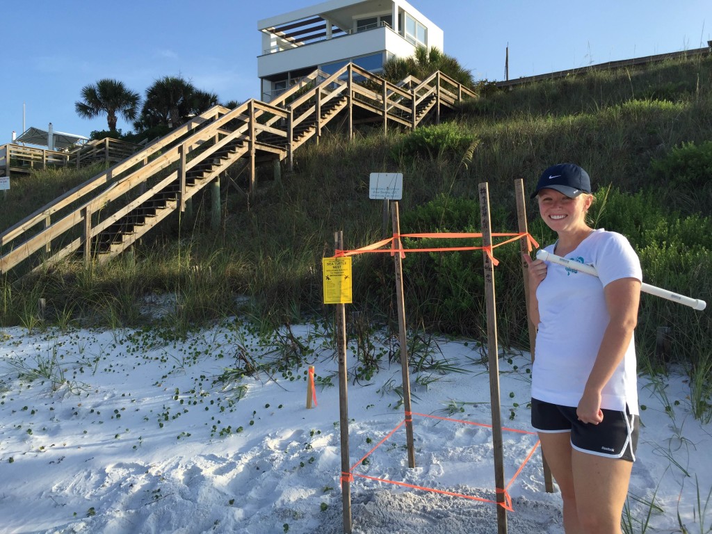 another loggerhead nest for Emily who found 2 nest this morning,  You go girl