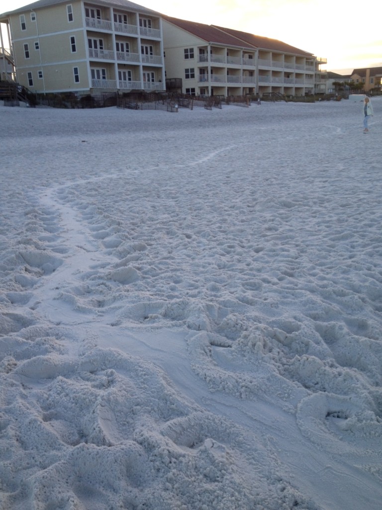 Again adult female sea turtle came in and nested but because of lights was on the beach way to long finding the water  Loggerhead found by Anne