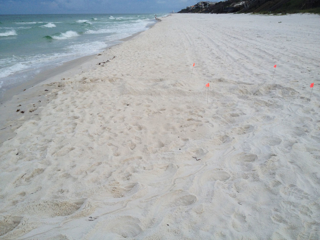 A LOGGERHEAD FOUND BY LAURA IN SANDCLIFFS