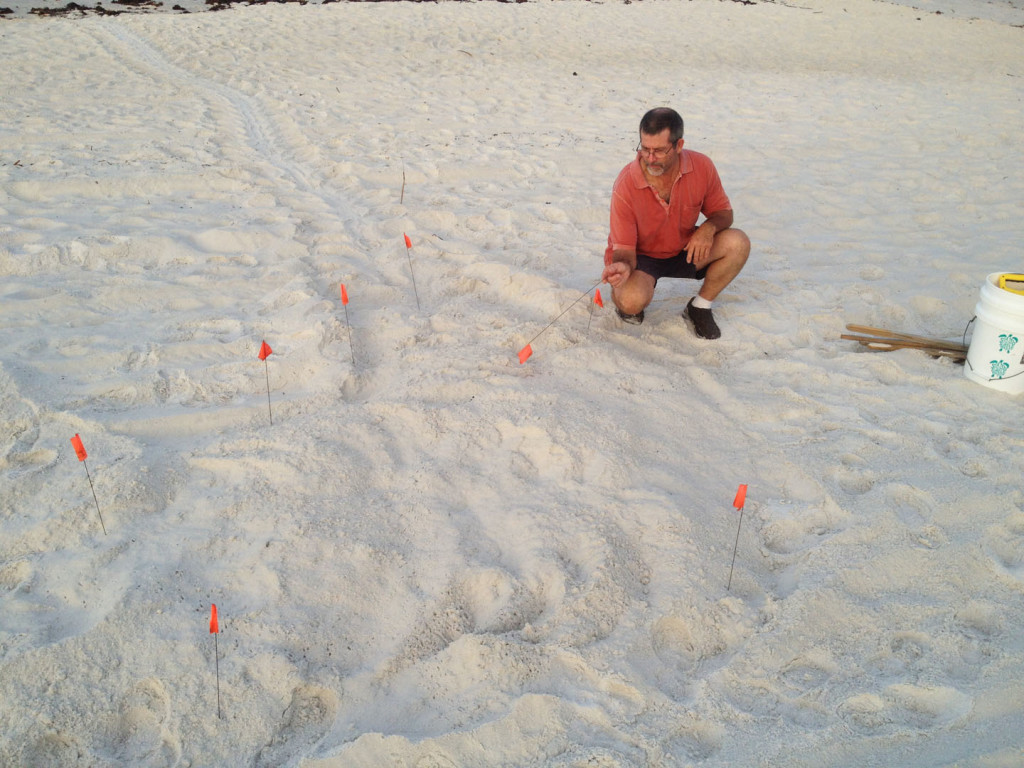 A LOGGERHEAD FOUND BY WAYNE IN INLET BEACH