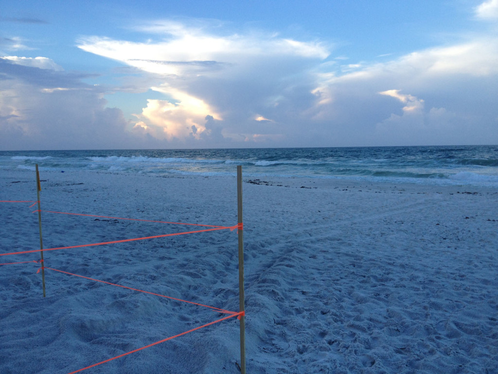 found by Jennifer a loggerhead 