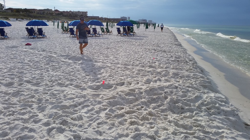 A LOGGERHEAD FROUND BY BEACH VENDOR TRAVIS MISSED BY VOLUNTEER