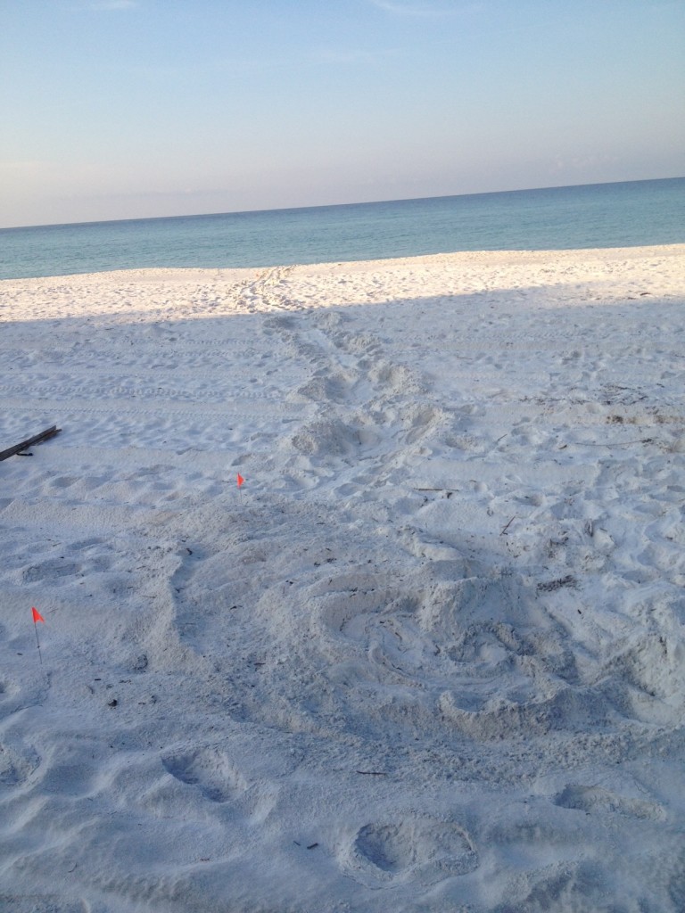 A Loggerhead found by Al.