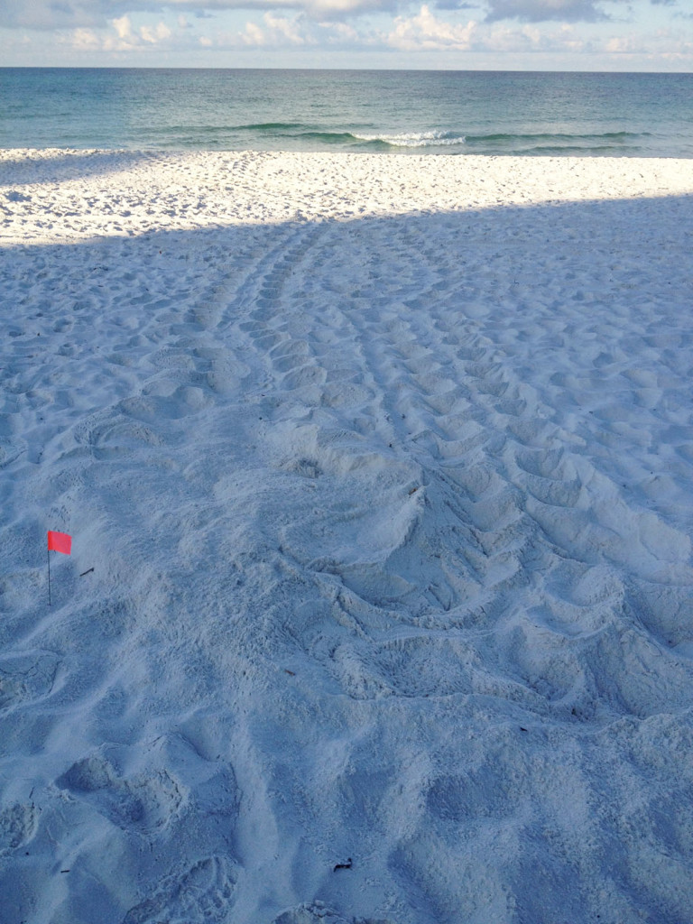 JACOB WOULD 2 LOGGERHEAD NESTS IN ONE DAY.  LUCKY YOU
