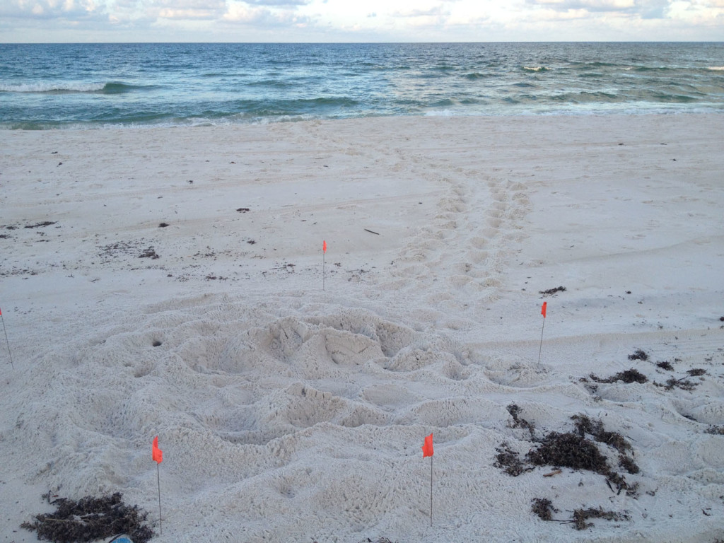 a loggerhead found by Eric looks as if the lights drew her to the west before she found the water