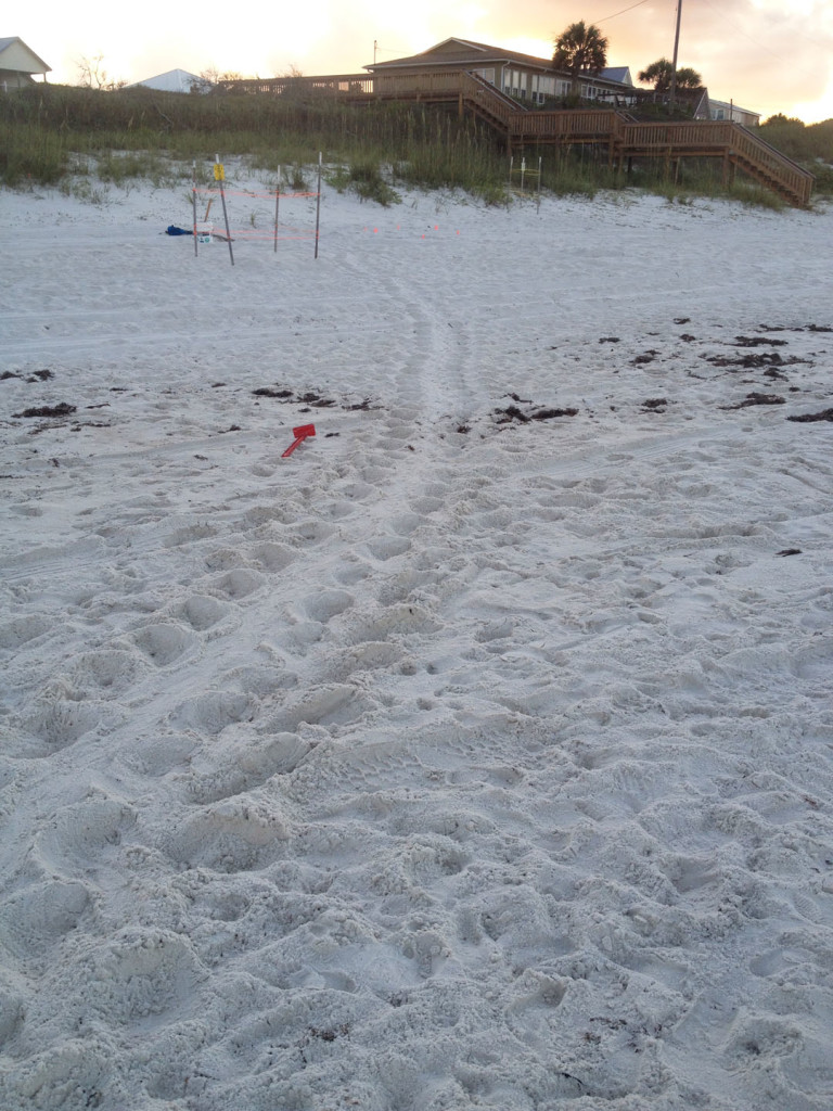 found by Wayne a loggerhead dug a pit and egg chamber abandoned  before going into dune to nest.