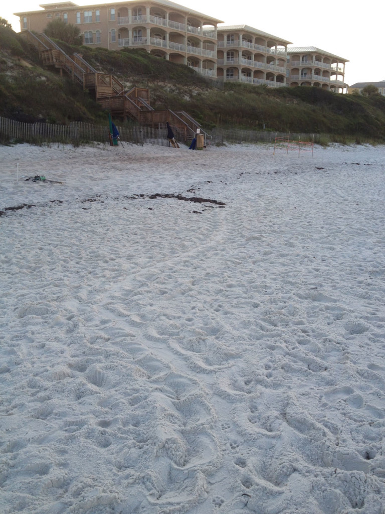 was called in at 9:30 of a nesting sea turtle on the beach, Val lives near so she got to witness the nesting and also the lighting disorientation of the turtle trying to go back into the water. Please keep you beach lighting off in sea turtle season