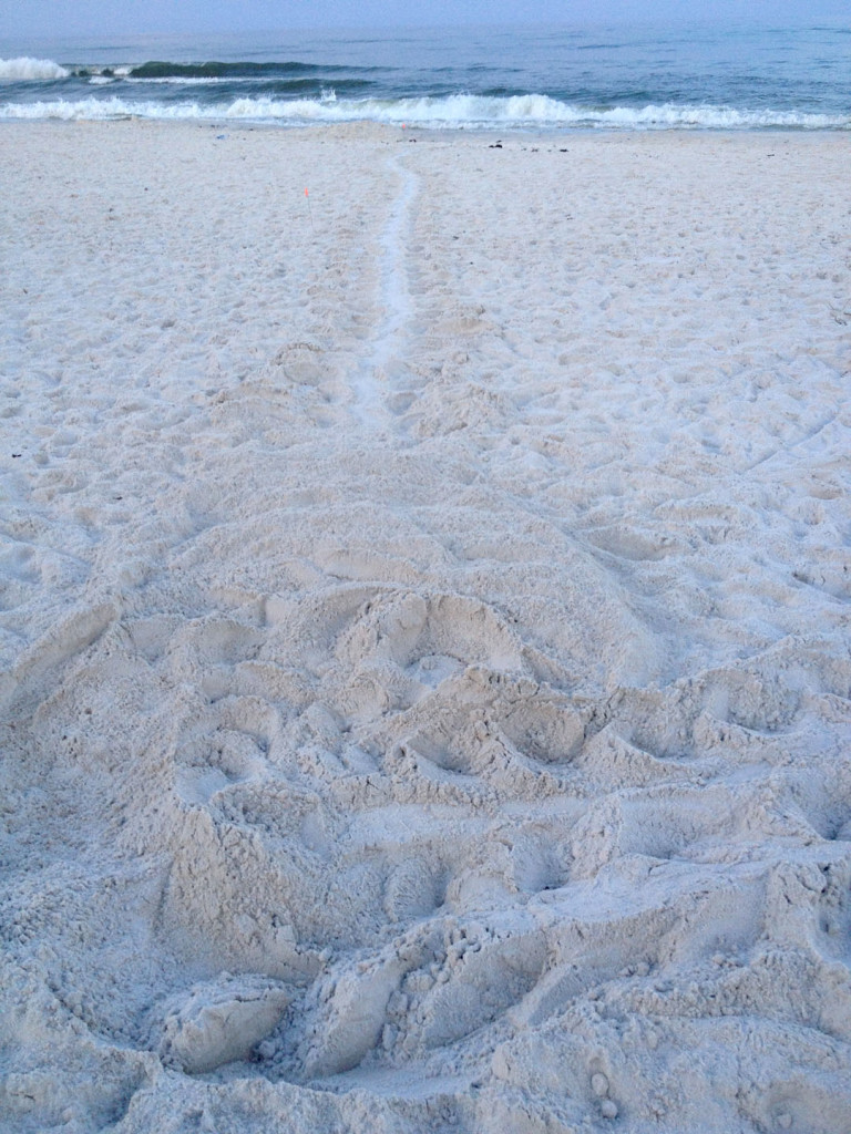 was found by Marsha King in Rosemary Beach a loggerhead