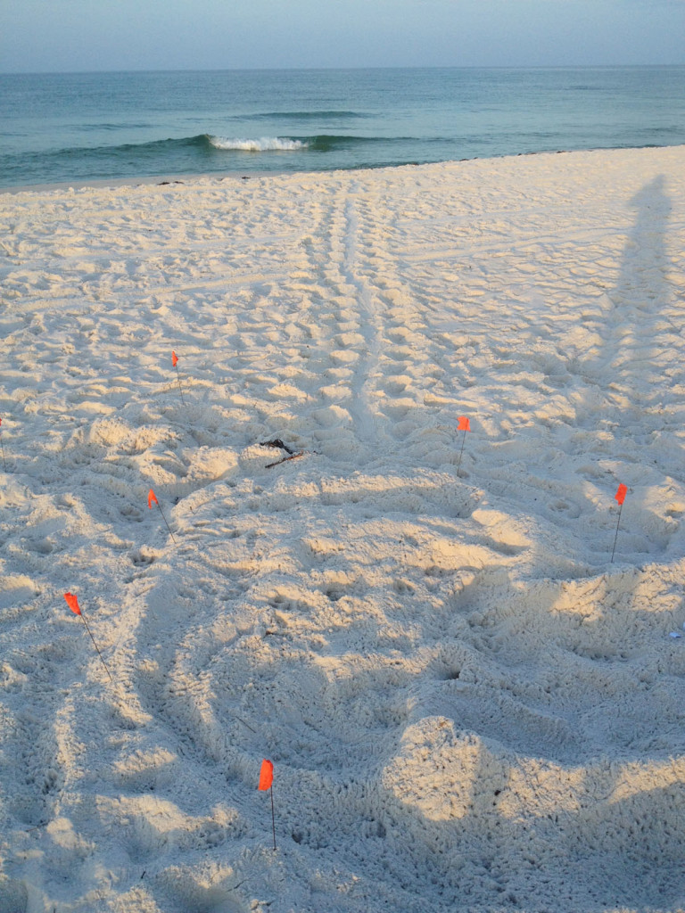 a loggerhead found by Linda beautiful nest