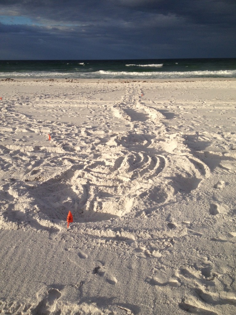 A LOGGEREHEAD FOUND BY KATIE IN SANTA ROSA BEACH