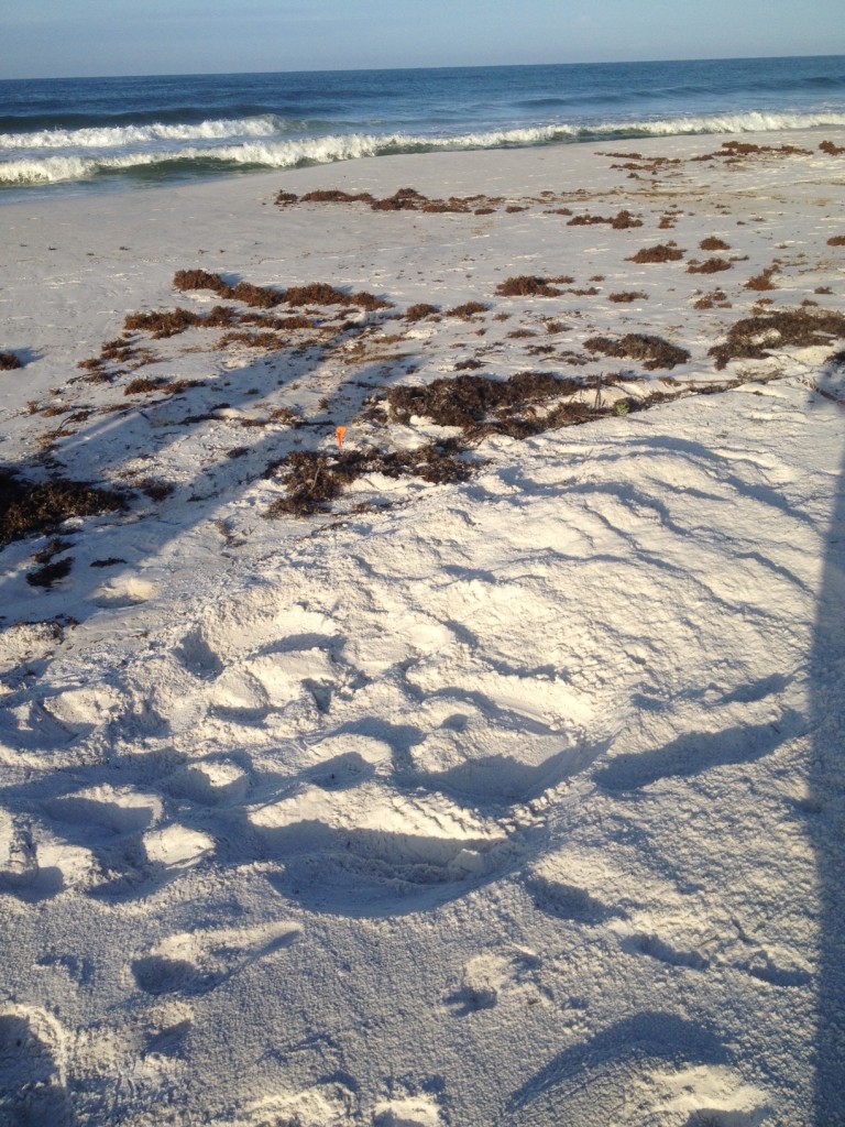 ALMOST LOST THIS LOGGERHEAD NEST FOUND BY MIKE THE TIDE HAD COVERED ALL INCOMING TRACK