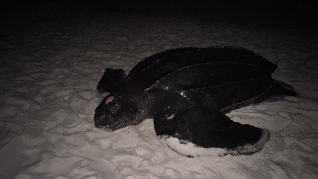 Our first leatherback of the year and our third ever.