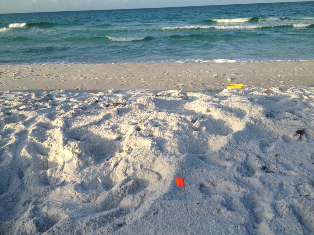 Another low Loggerhead nest found by Courtney, eggs on the bottom of this nest were in the water