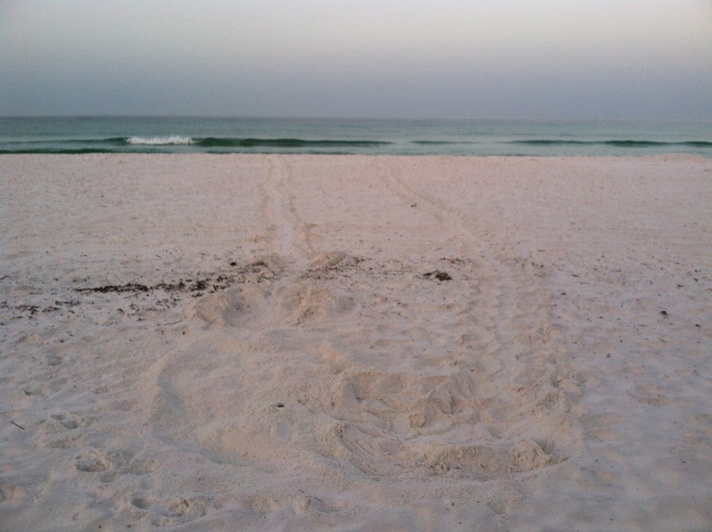 a Loggerhead found by Alan in Seagrove