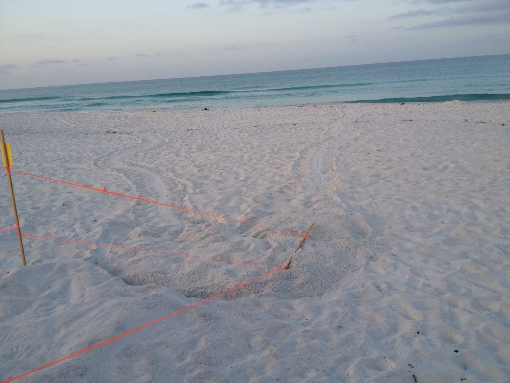 This Loggerhead sea turtle came up right next to the green that was laid days ago and nested even knocked down a stake.