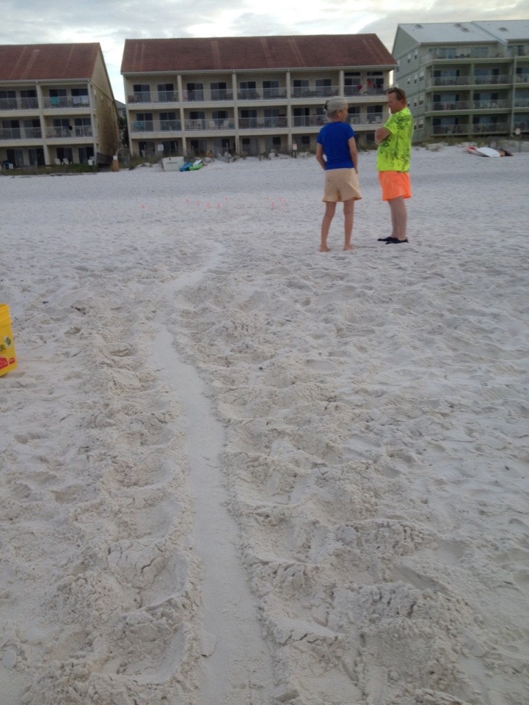 Another Loggerhead nest found by Anne What a women