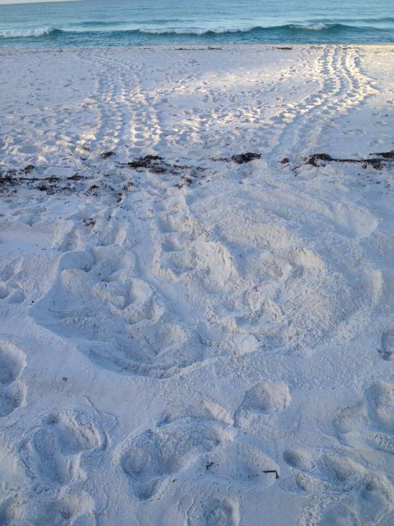 Nest #69 is now our's who will find the big 70...This one is a Loggerhead and #3 for Michael. While I have found none. That is the way it goes. Good for you Michael.