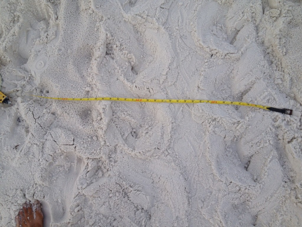 was found by Arlene. way to go girl a loggerhead