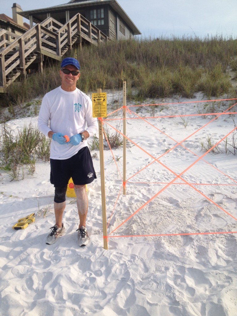 We now have nest # 71 found by Bruce, a loggerhead nest, she laid so low almost water over it. She came up over the escarpment and laid her nest. Must be tired. 