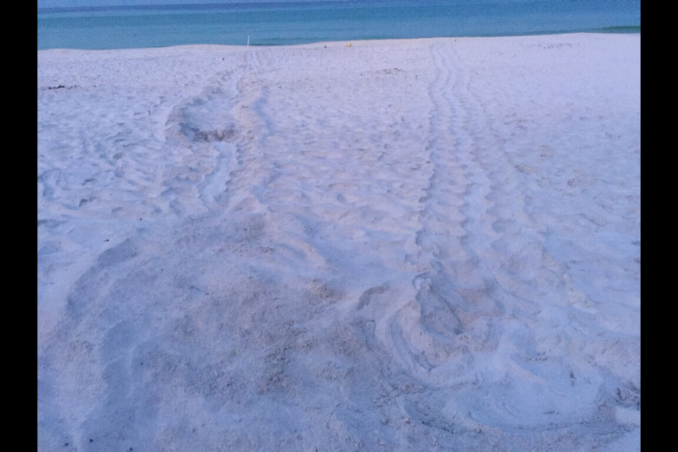 This Loggerhead was found by Janice and it is a great nest.