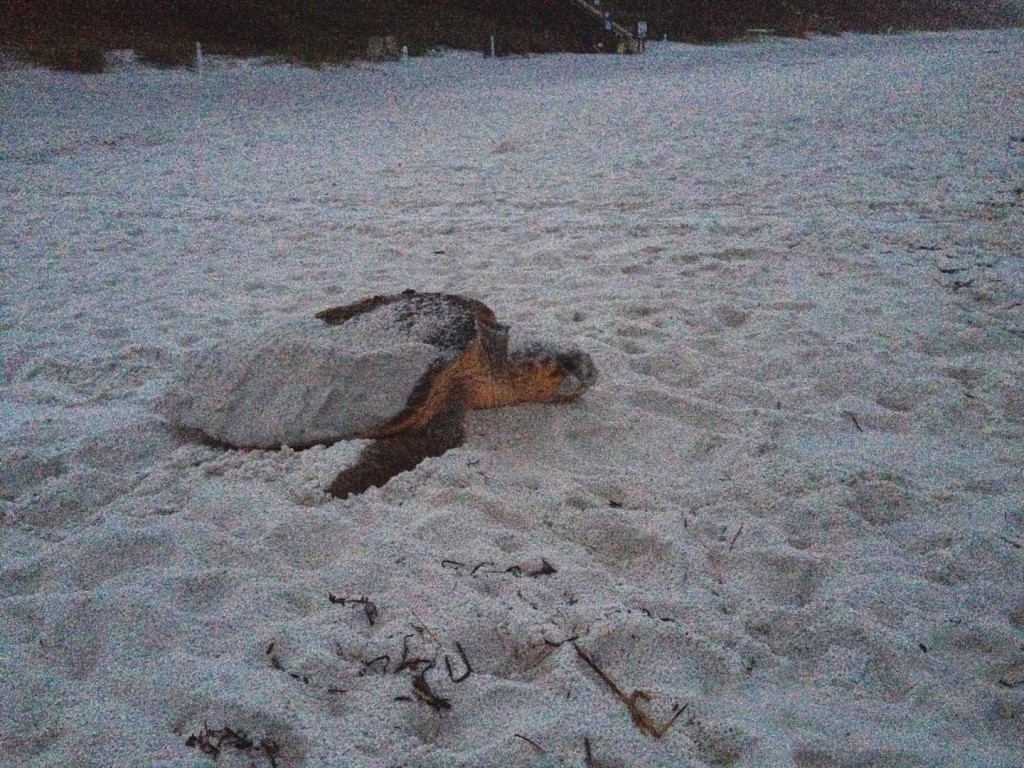 Here is jumping Valerie who after 16 years of walking got to see this nesting female go back into the water after this loggerhead laid nest #82